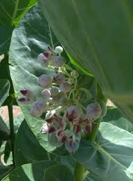 Image result for Merremia aegyptia