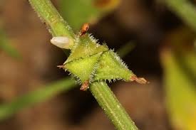 Image result for Oxygonum sinuatum