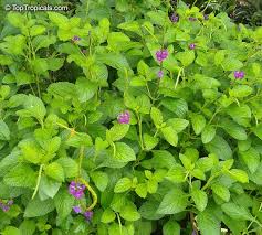 Image result for Stachytarpheta urticifolia