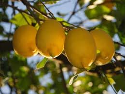 limon ile ilgili görsel sonucu