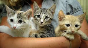 When it comes to free kitten near me and what you need to be doing different. Kitten Adoption Near Me Free The Y Guide