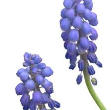 Cespuglio a foglie caduche di medie dimensioni, usato in grandi aiuole o come esemplare singolo, più comunemente conosciuto con il nome di albero delle farfalle. Pianta Fiori Viola A Grappolo