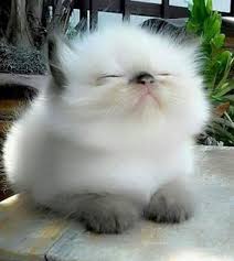 The American Bobtail Has An Adaptable Nature So He Is A Good Traveler Long Distance Truckers And Rvers Find Him To Be Kittens Cutest Cute Cats Fluffy Kittens
