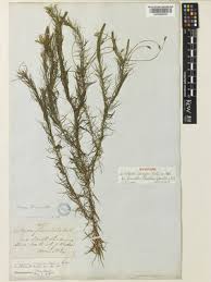 Image result for Mayaca baumii