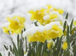 Daffodils Flowers Covered In Snow Norfolk Uk Photographic Print Gary Smith Art Com In 2021 Daffodil Flower Daffodils Flowers