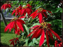 San Juan De La Rambla Canarybird Flowering Trees Poinsettia Frangipani