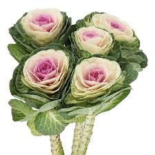 Image result for Brassica