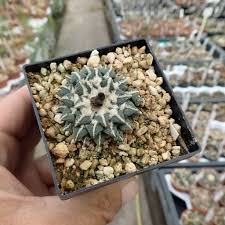 Image result for Kotschya carsonii