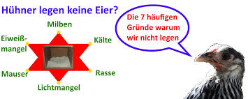 Wann sollen deine hühner einziehen? Huhner Legen Keine Eier Finde So Den Grund Heraus Top 7 Ursachen