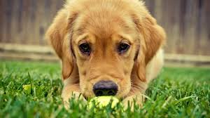 Make your home screen sparkle with some of the greatest. Puppy Hd Wallpaper For Laptop Novocom Top