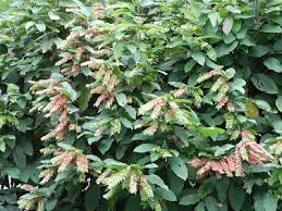 Image result for Flemingia strobilifera