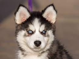 See related links to what. 13 Terrific Facts About Siberian Husky Puppies Furry Babies