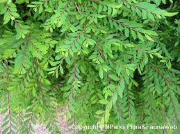 Image result for Agelanthus myrsinifolius