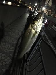 ハマの運河放浪記】 シャッドパターン