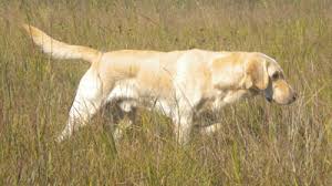 Check spelling or type a new query. Mn Pointing Labs Of Center City Minnesota Labrador Retriever Breeders Gun Dog Breeders