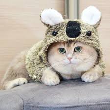 1 Https Ift Tt 39fybnz In 2020 Cat And Dog Videos Cat Gif Dog Gifs