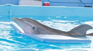 Dal 25 Settembre L Incredibile Storia Di Winter Il Delfino 2 Torna Al Cinema Con Nathangamble E Cozizue Dolphin Tale Clearwater Marine Aquarium Marine Life