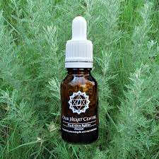 Image result for Artemisia afra