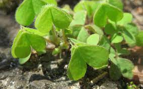 How to get rid of sorrel in the garden. How To Get Rid Of Oxalis Kings Plant Doctor