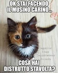 Miao... 😊 - I gatti conquisteranno il mondo | Facebook