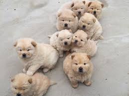 Boo, anjing pomeranian yang terkenal di media sosial dilaporkan meninggal dalam tidurnya di usia 12 (dalam tahun manusia). Ali Baba Raksasamungil Profil Pinterest