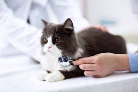 Dying in cats is a process which can take weeks or months. List Of Cat Diseases And Symptoms Lovetoknow