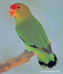 Bird Aviary For Sale Durban Black Winged Lovebird World Parrot Trust Love Birds Pet Love Birds Parrot