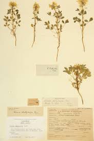 Image result for Cleomaceae