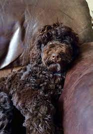 Chocolate Australian Labradoodle Labradoodle Labradoodle Dogs Labradoodle Puppy