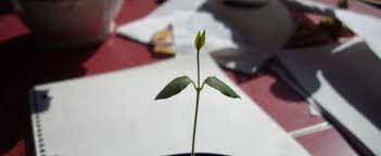 Ayahuasca Banisteriopsis Caapi