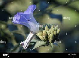 Image result for Bonamia