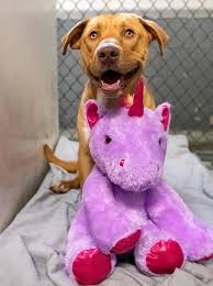 Are you a fairy, mermaid, princess. Nalini Singh Nalinisingh Twitter