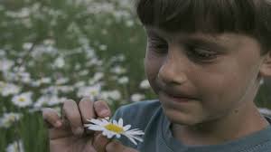 Cute boy holding daisy in field creative boy tore off daisy leaf for wish  boy with daisy makes wish