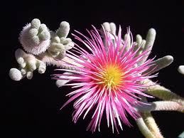 Image result for Macrotyloma tenuiflorum