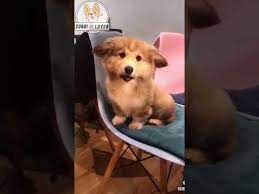 While most golden corgis are generally healthy, some may be prone to a few health issues. Your Ultimate Guide To The Corgi Golden Retriever Mix Dog K9 Web