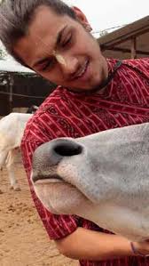Worship of Haridas Varya Cows & Sattva Guna