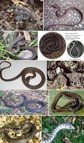The Black Racer A Case Of Mis Identification Part Ii In Part I You Read About The Confusion Between A Black Racer And A Florida Cottonm Black Racer Racer Black