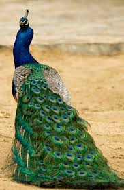 Bird With Colorful Feathers On Head 15 Birds With Spectacularly Fancy Tail Feathers Bird Species Animals Beautiful Beautiful Birds