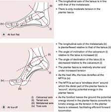 Windlass Effect Medical Dictionary Medical Terms Medical