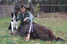 Image result for karelský medvědí pes