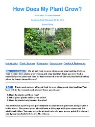 I also know of a plant called dama de noche, and in english, it means lady of the night.it is called dama de noche because it emits its fragrance only at the night. How Does My Plant Grow Plants Photosynthesis