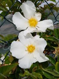 Image result for Rosa laevigata