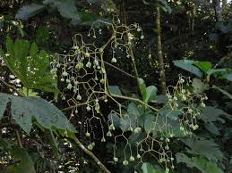 Image result for Begonia elaeagnifolia