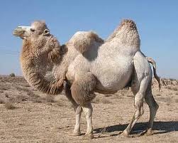 Camels with two humps are called bactrian camels. Temee