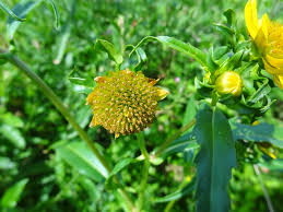 Image result for Bidens kirkii