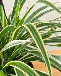 Image result for Chlorophytum ruahense