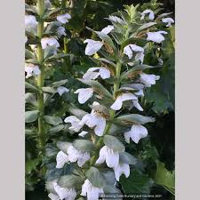 Image result for Aeollanthus repens