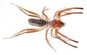 The guy was asleep when it happened if that makes any difference. Eastern Receives Major Nsf Grant To Study Camel Spiders