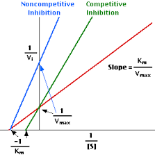 Linweaver Burke Or Double Reciprocal Enzyme Kinetics Enzyme Kinetics Biology Lessons Biochemistry