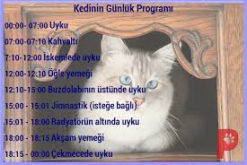 kimilerinin essiz faaliyetleri olsa da her kedinin gunluk rutini hemen hemen aynidir kedi kedigunlugu hayvanseve r patiaski hayvan kedi kopek kedi